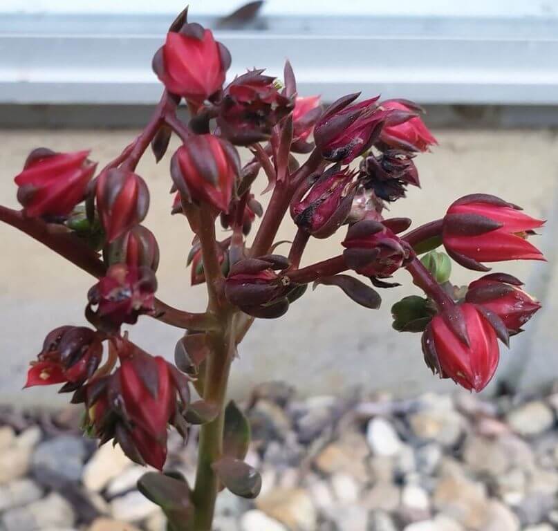 Red Flower Succulent Aloe Arborescens