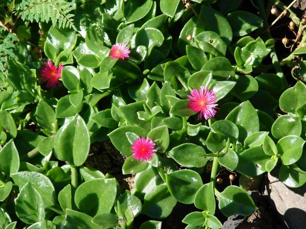 Aptenia Cordifolia Baby Sun Rose