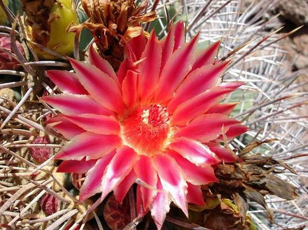 Barrel Cactus with flower 