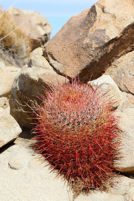 Barrel Cactus red
