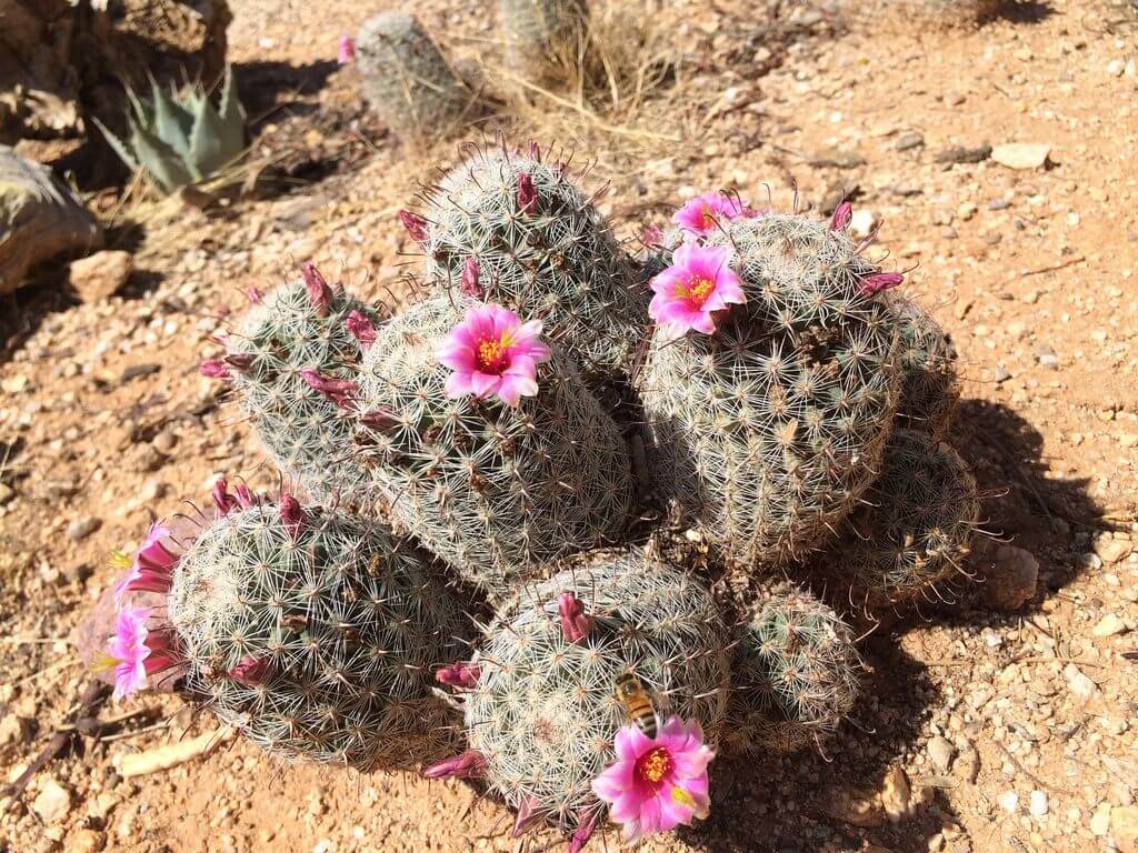 Barrel Cactus red 1