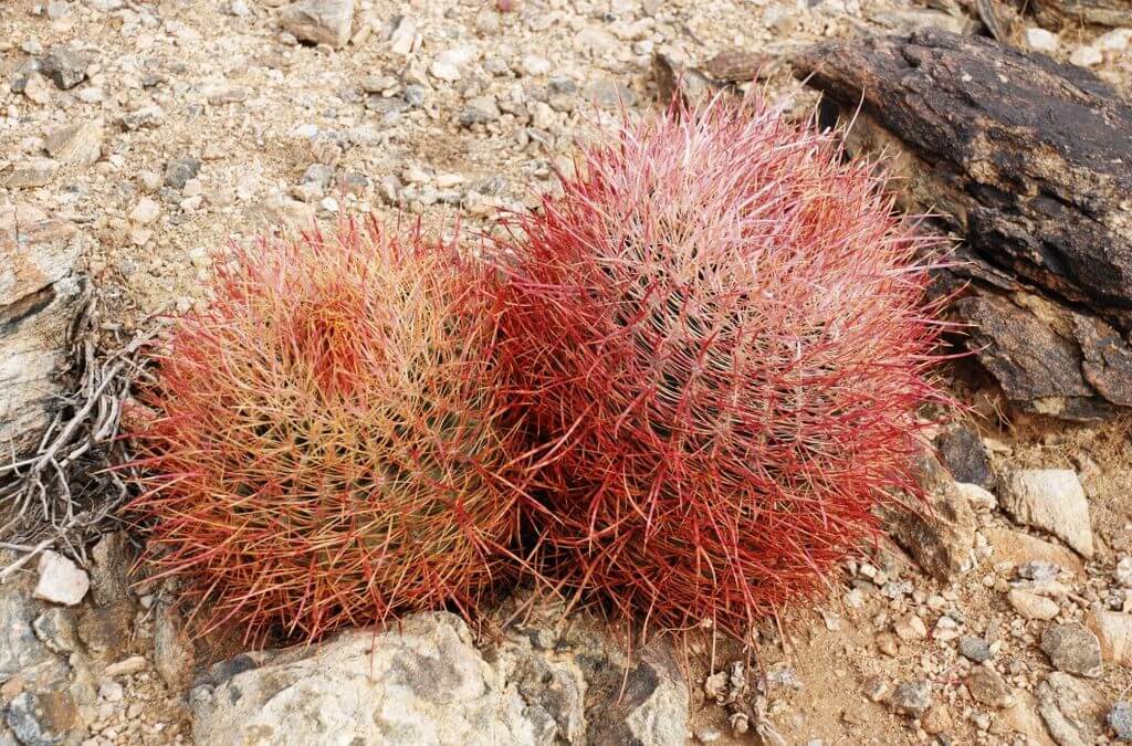 red flower Barrel Cactus