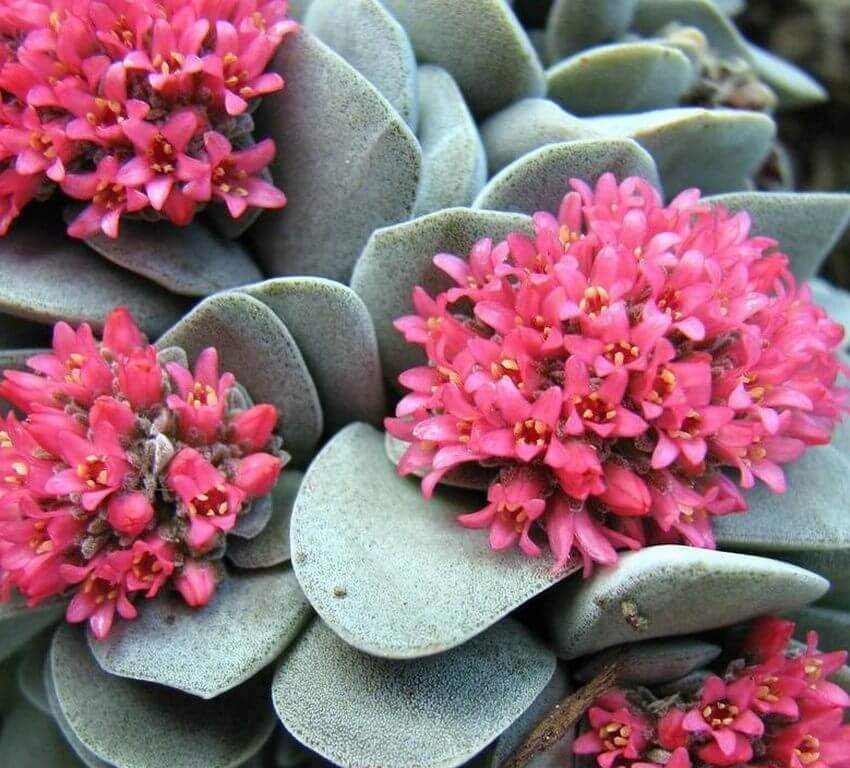 Crassula Morgan's Beauty 1