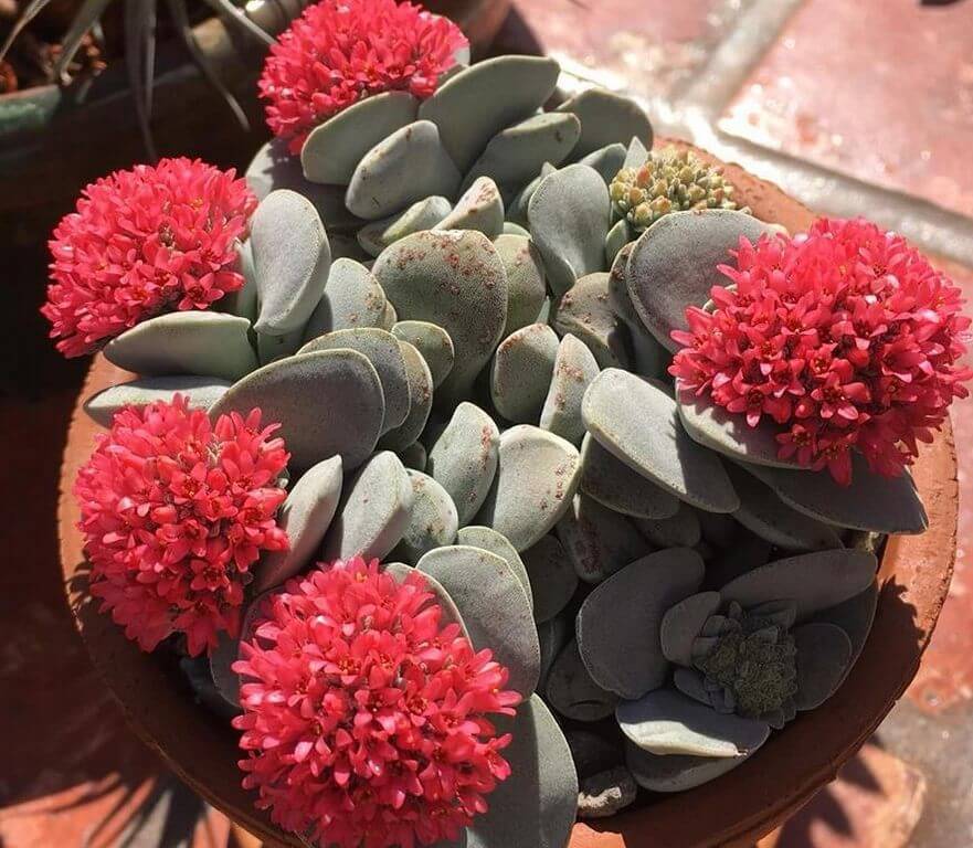 Crassula Morgan's Beauty 2