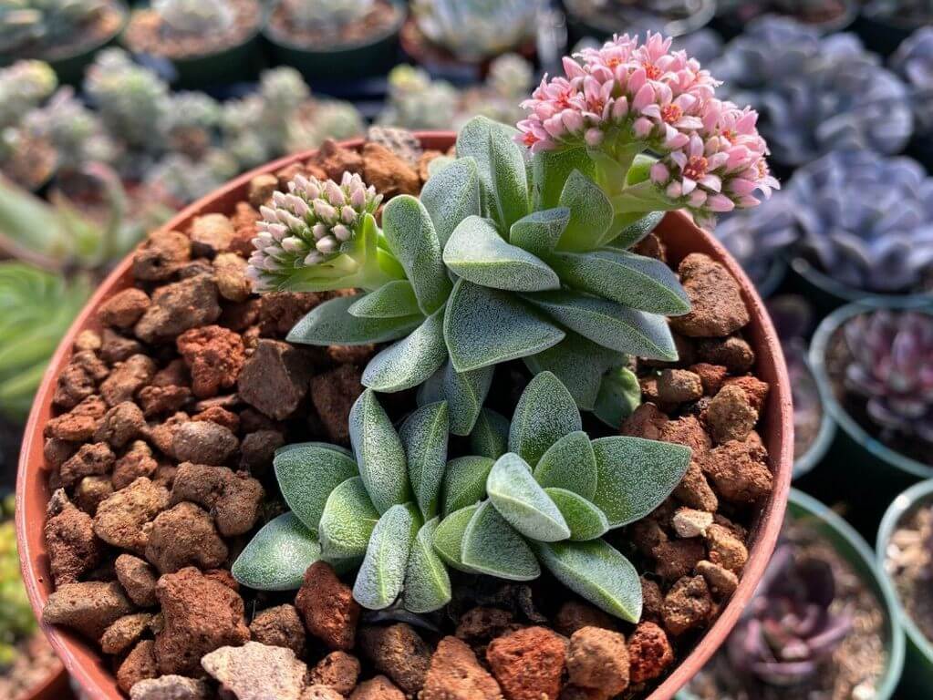 Crassula Morgan's Beauty