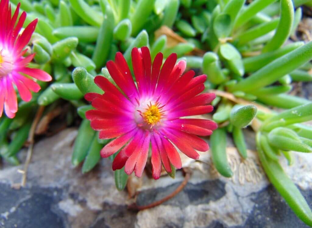 Delosperma Cooperi Red