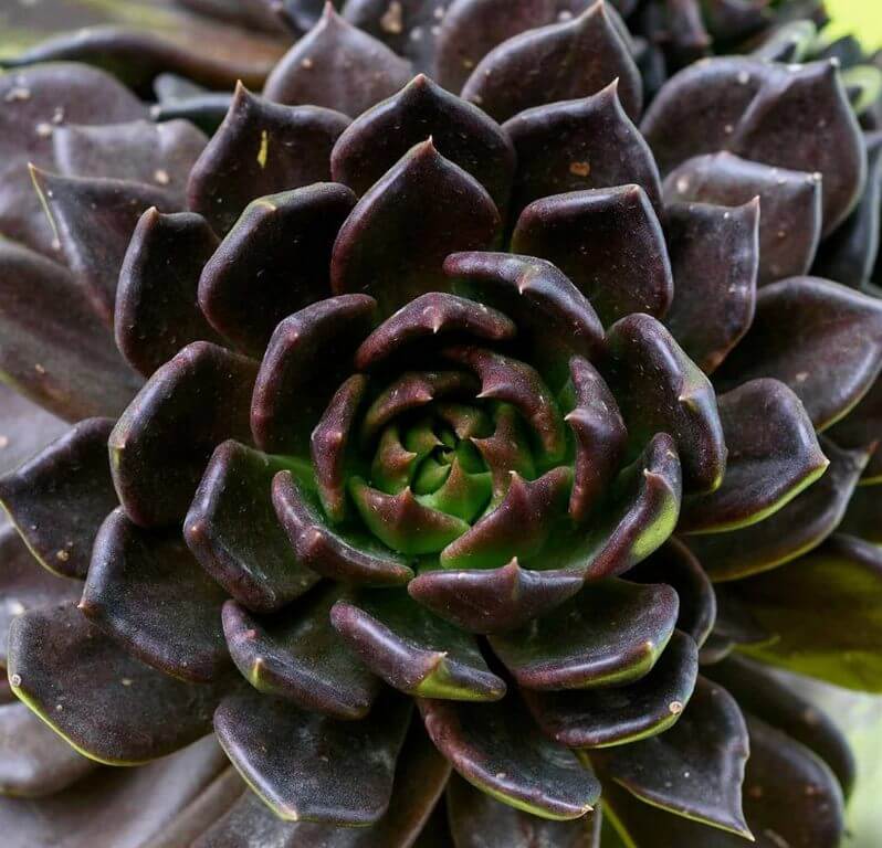 Red Flower Succulent Echeveria Black Prince