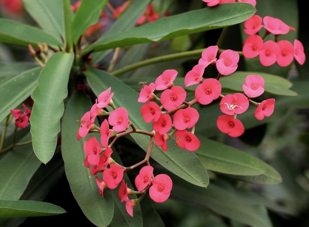 Euphorbia Milii