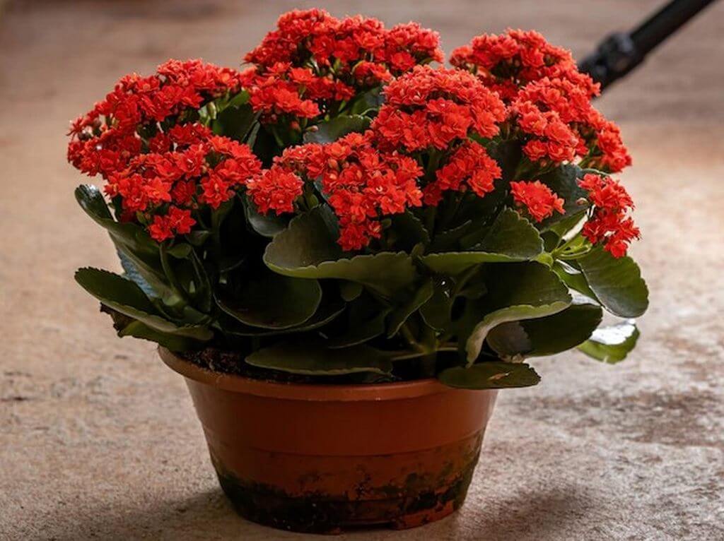 Red Flower Succulent Flaming Katy Kalanchoe