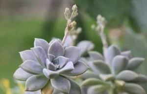 Graptopetalum Paraguayense (Ghost Plant)