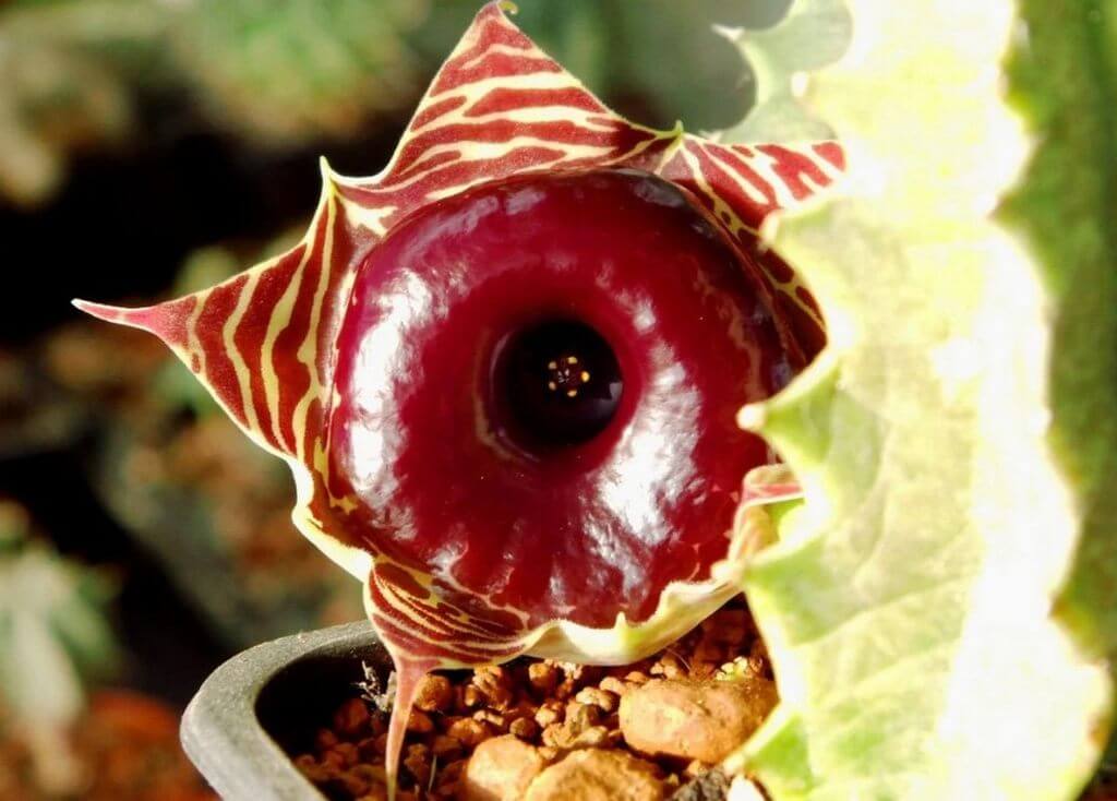 Huernia Zebrina (Lifesaver Plant) 1