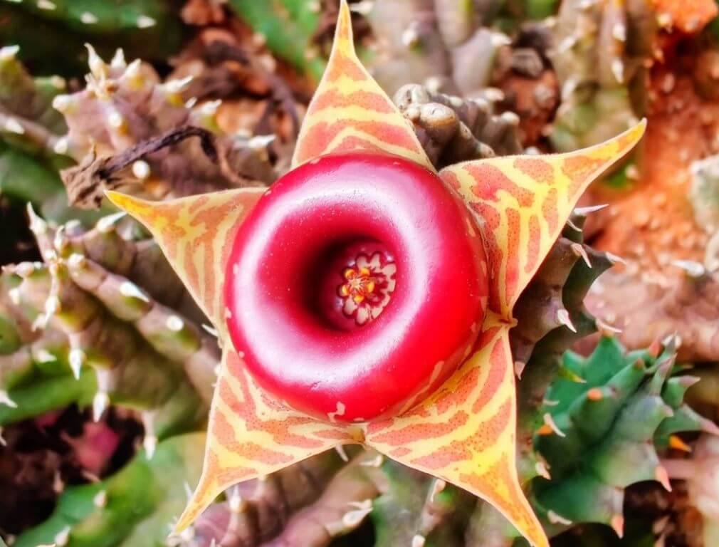 Huernia Zebrina (Lifesaver Plant)