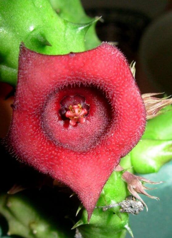 Huernia schneideriana A.k.a Red Dragon 1