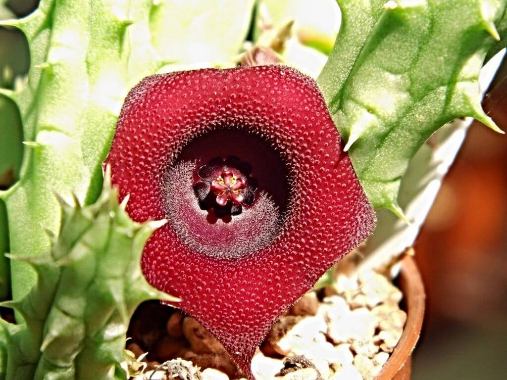 Huernia schneideriana A.k.a Red Dragon