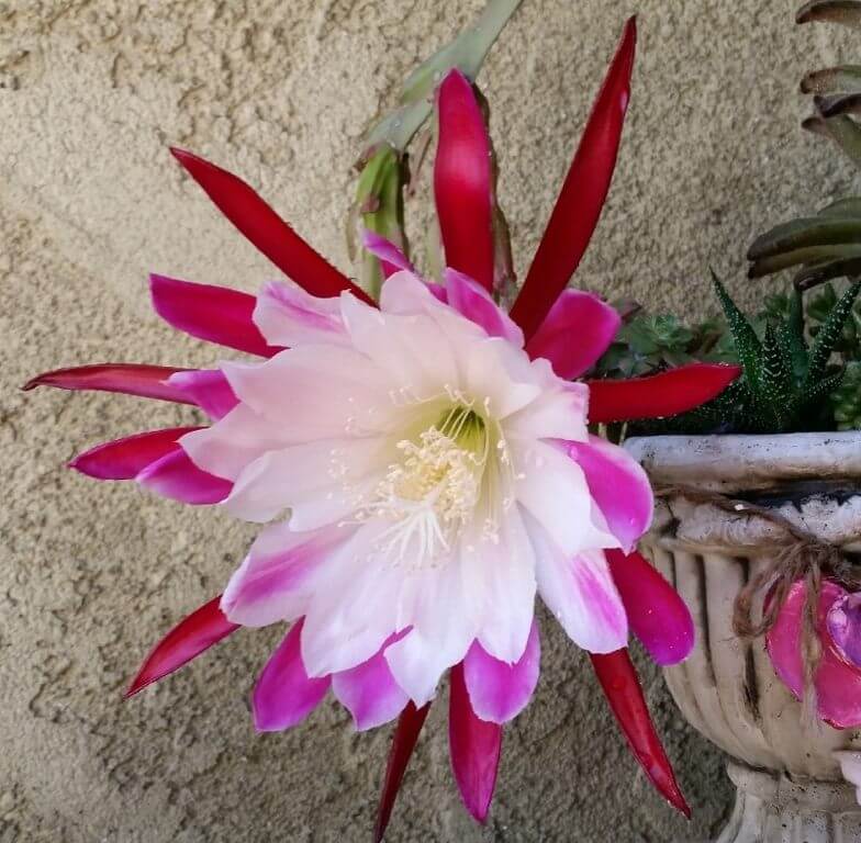 Red Flower Succulent Orchid Cactus