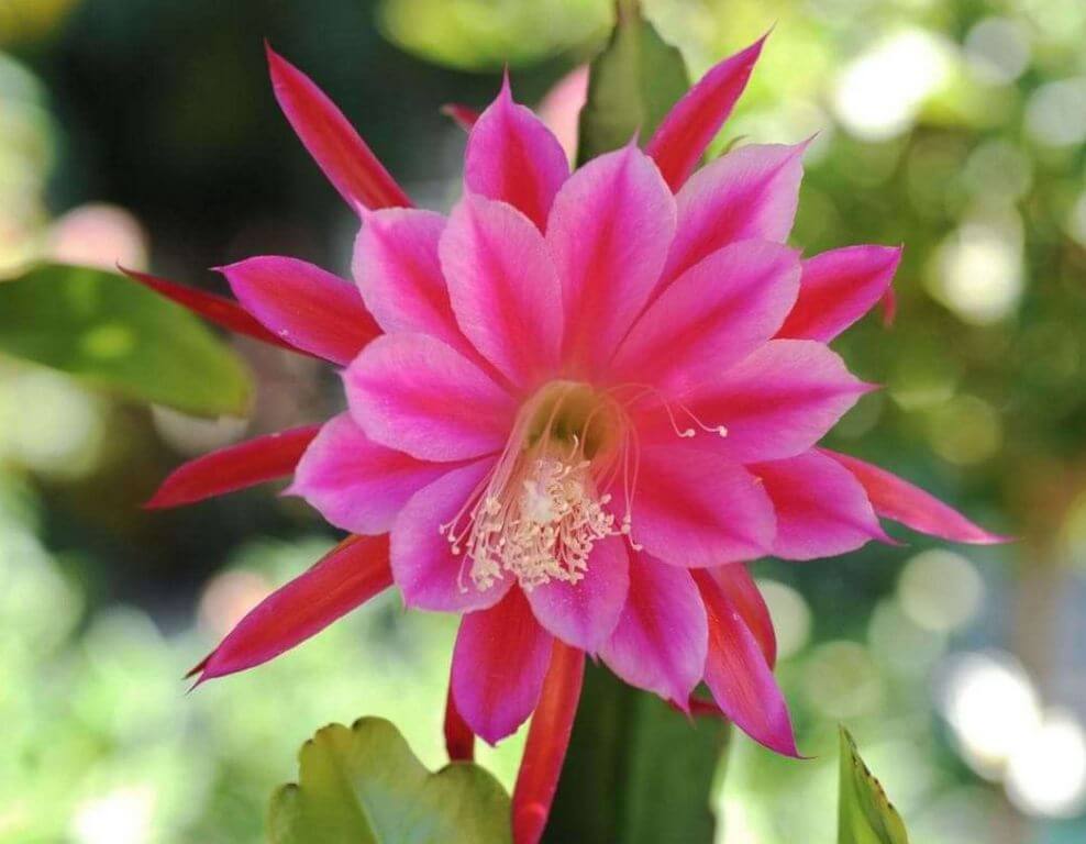 Red Flower Succulent Orchid Cactus 1