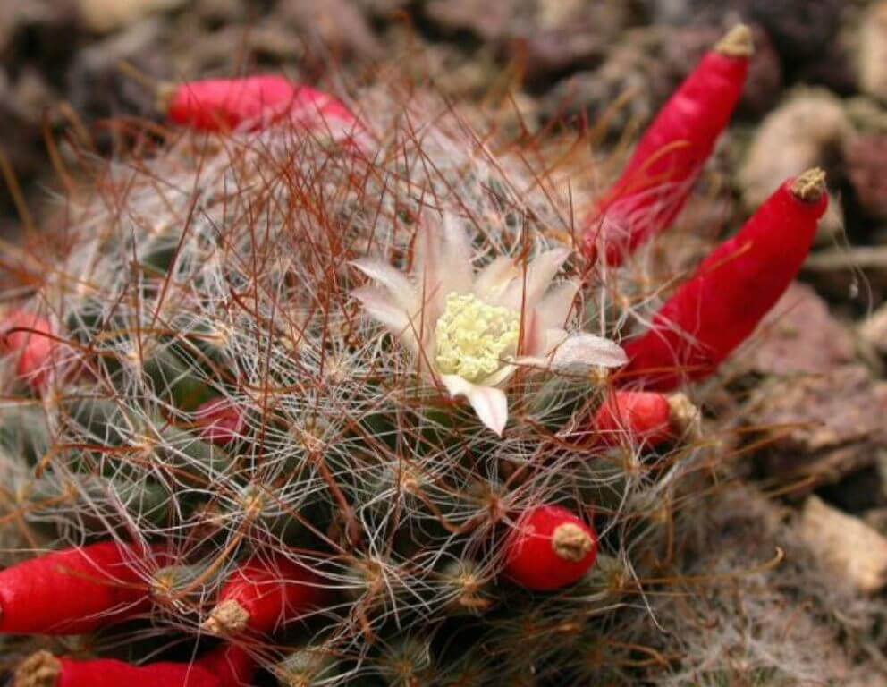 Pincushion Cactus 1