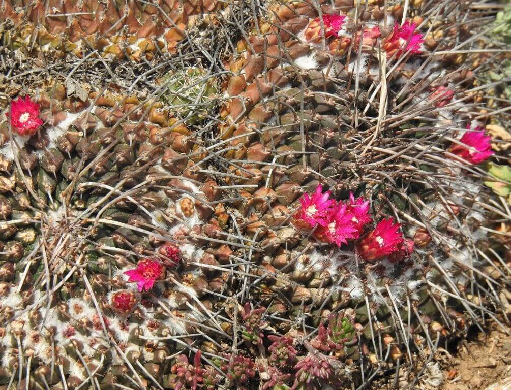 Red Flower Succulent Pincushion Cactus