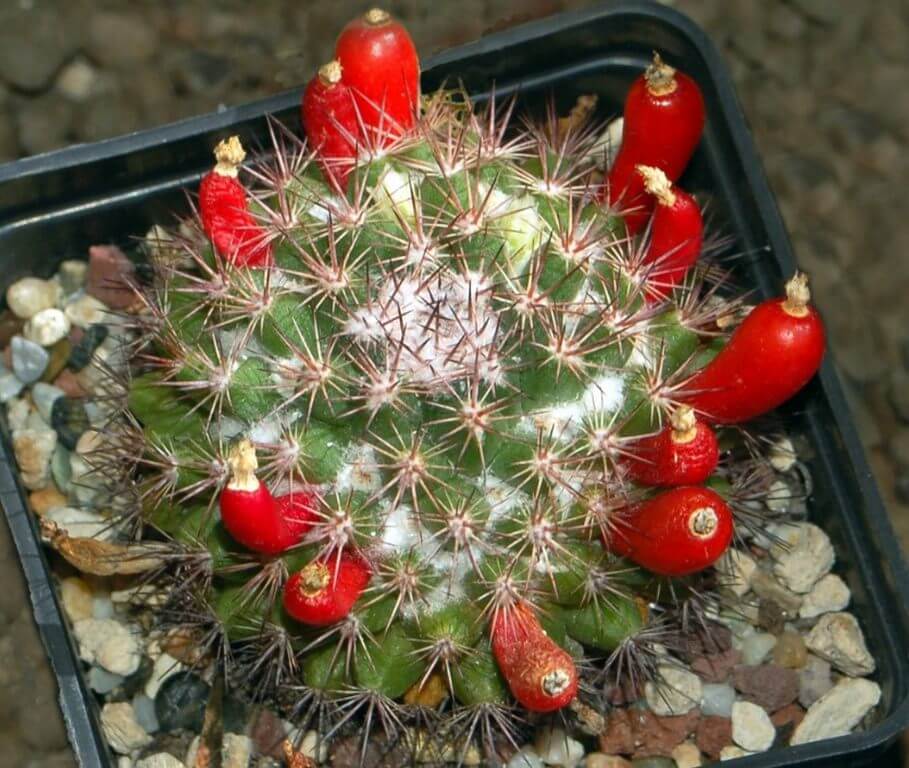 Red Flower Succulent Pincushion Cactus 3