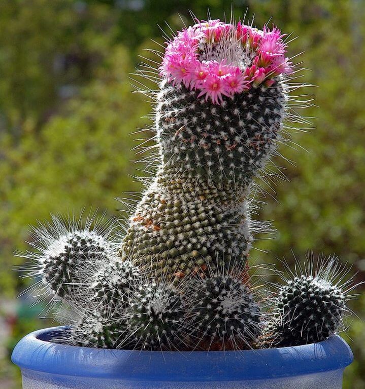 Pincushion Cactus 4
