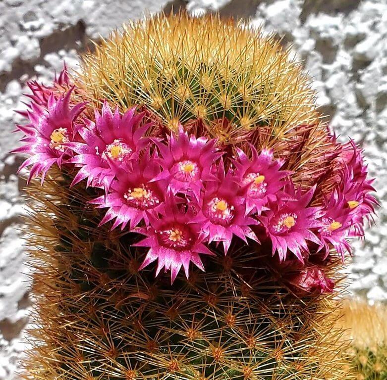 Pincushion Cactus 5