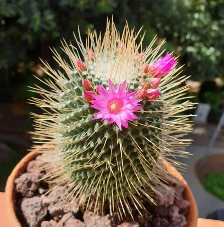 Red Flower Succulent Pincushion Cactus