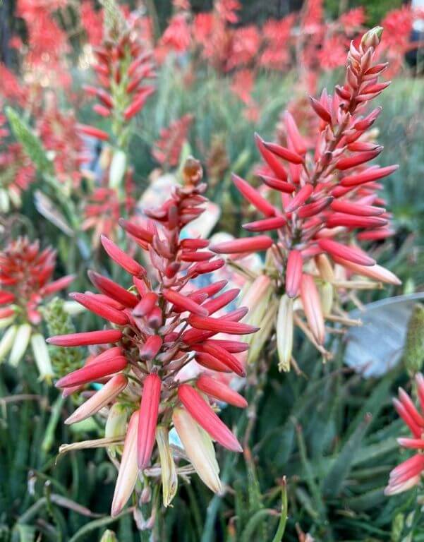 Red Flower Succulent Aloe Porcupine