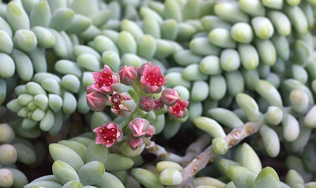 Red Flower Succulent Burro's Tail