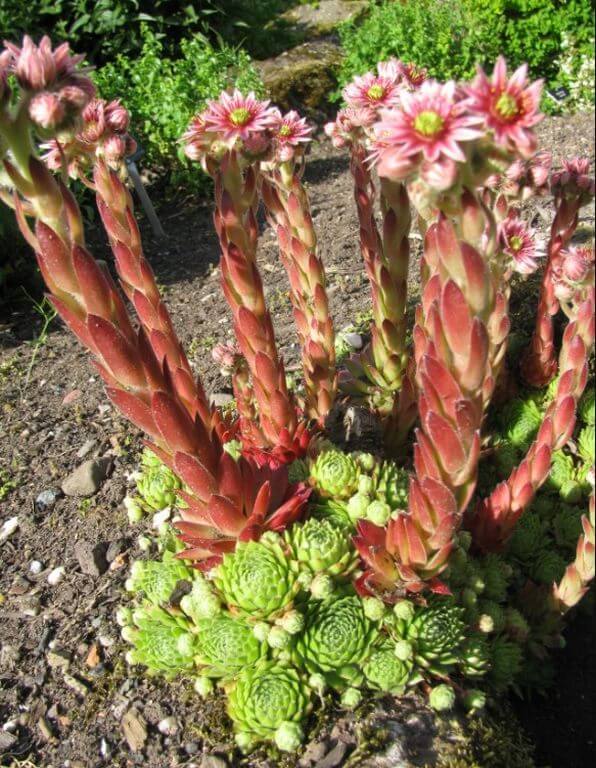 Red Flower Succulent Sempervivum Tectorum