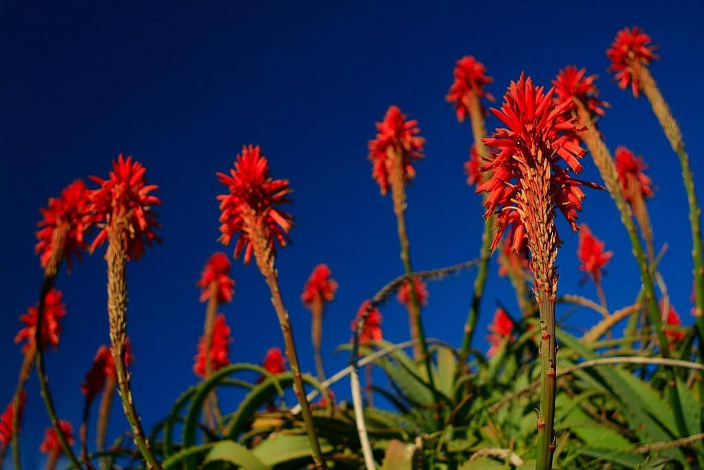 Red Flower Succulent torch aloe