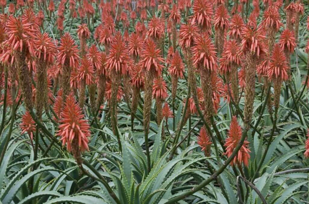 Torch Aloe 1