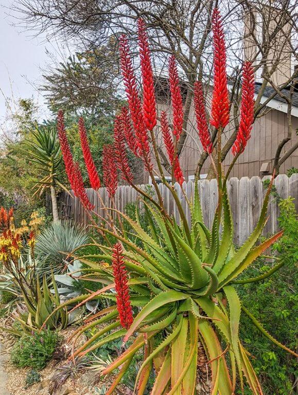 Torch Aloe