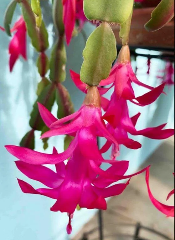 Zygo Cactus Red (Christmas Cactus) Are Cactus Poisonous to Cats