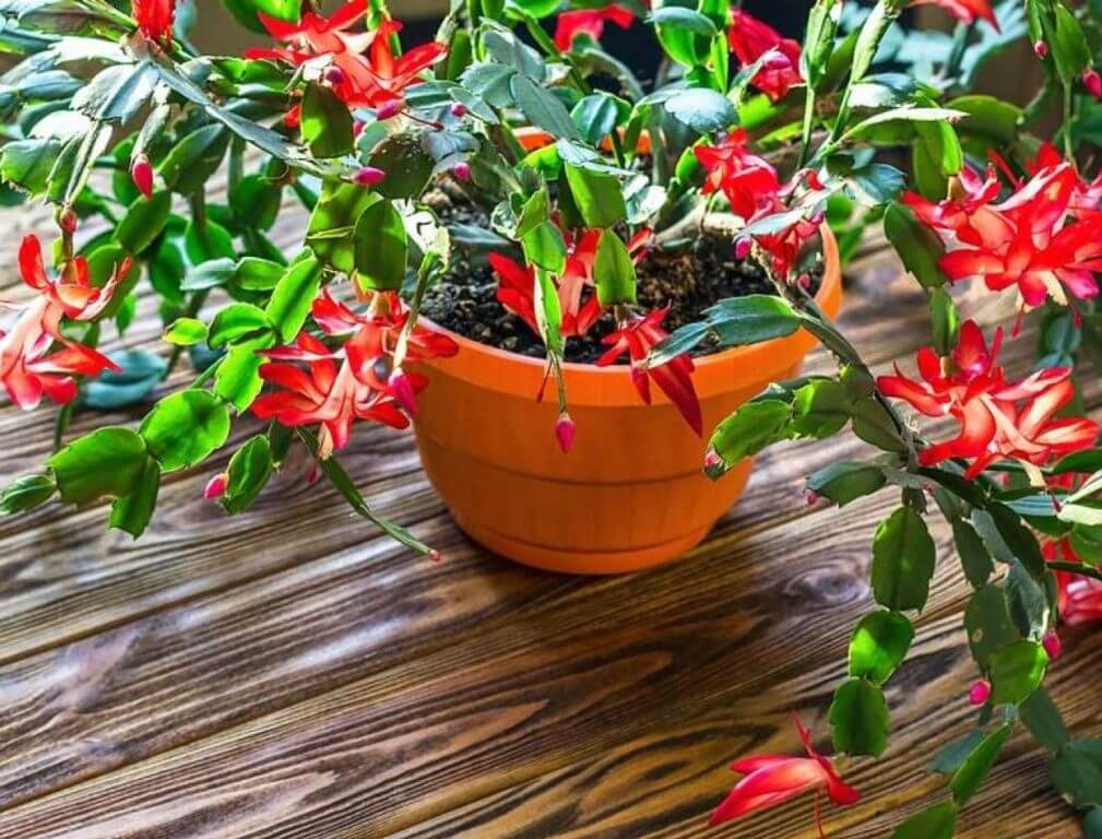 Zygo Cactus Red (Christmas Cactus) 2