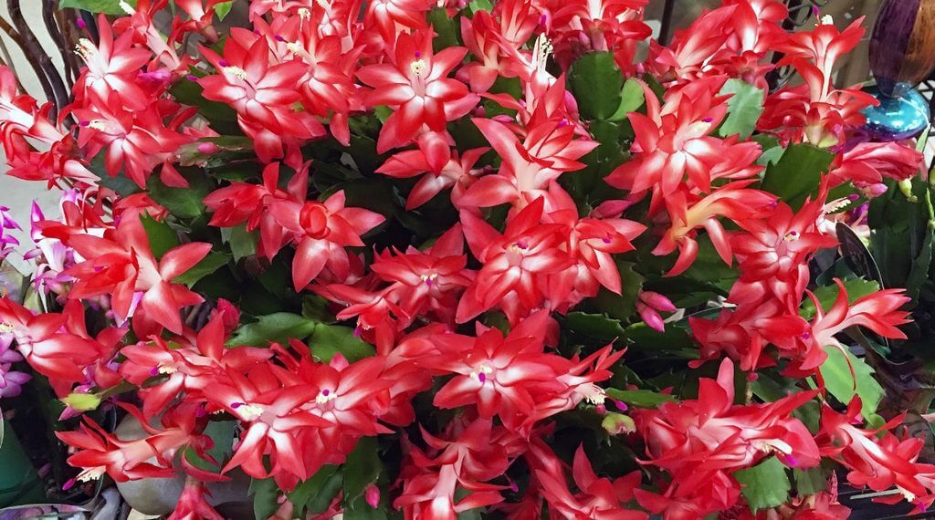 Zygo Cactus Red (Christmas Cactus) 3