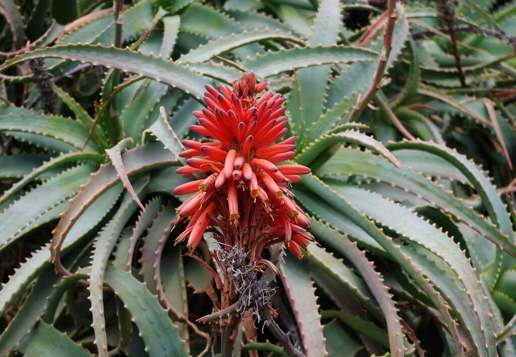 Red Flower Succulent aloe arborescens 1