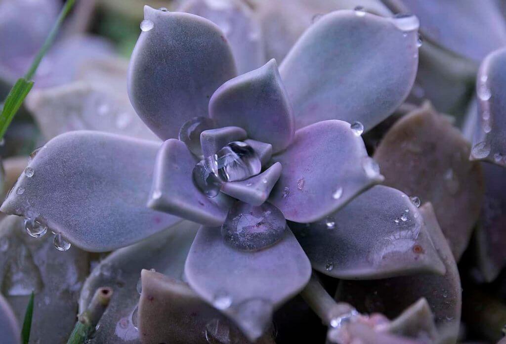beautiful purple Graptopetalum Paraguayense (Ghost Plant)