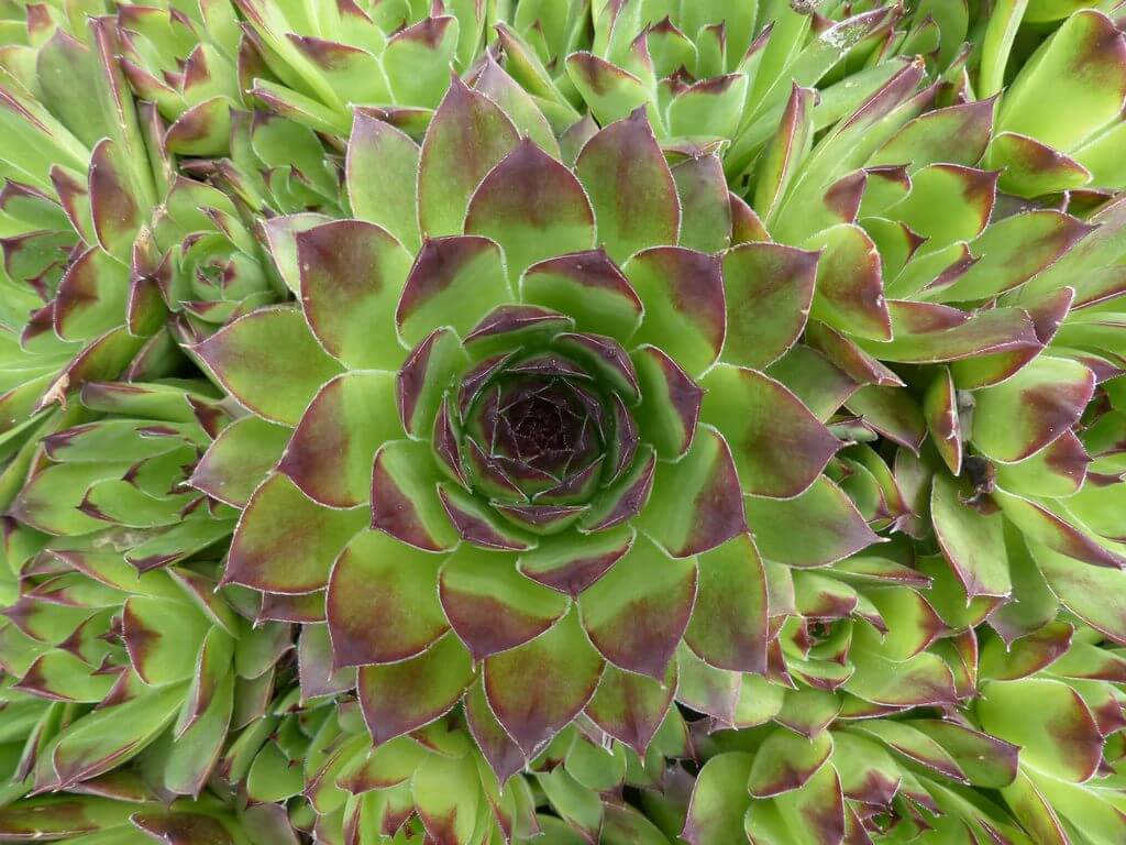 common houseleeks Sempervivum Tectorum, a.k.a. Hens and Chicks 1