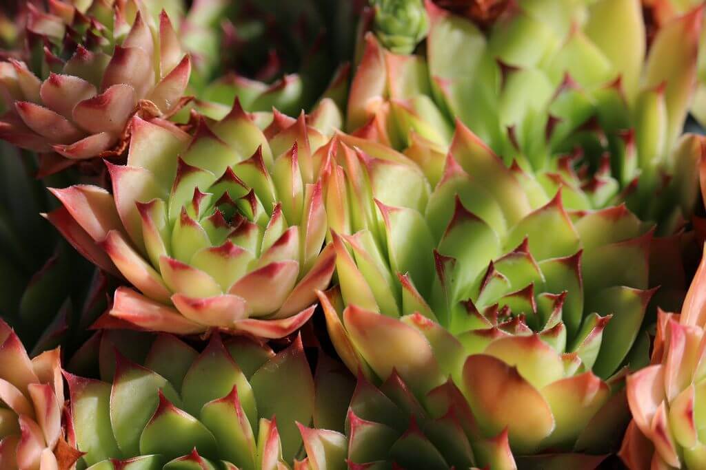 common houseleeks Sempervivum Tectorum, a.k.a. Hens and Chicks