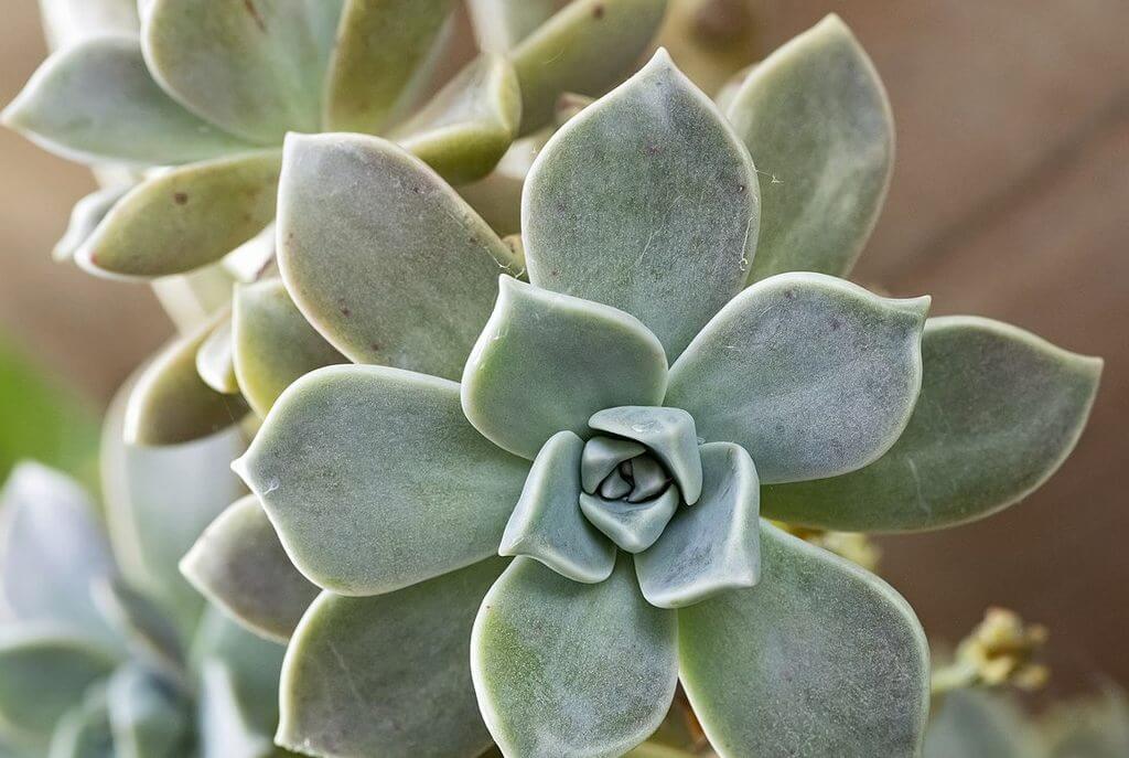 Graptopetalum Paraguayense (Ghost Plants) Ultimate Care Guide