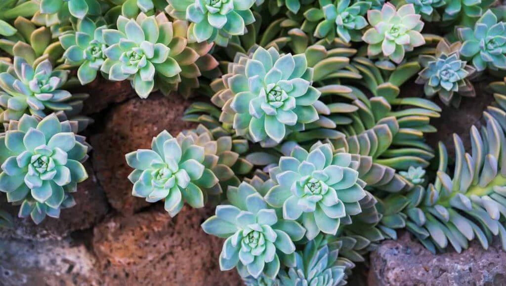 small Graptopetalum Paraguayense (Ghost Plant)