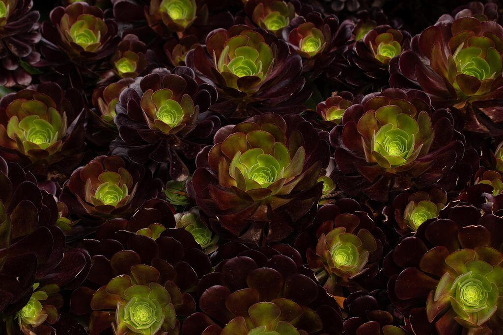 Fastest Growing Succulents Aeonium arboreum (purple rose tree) 1