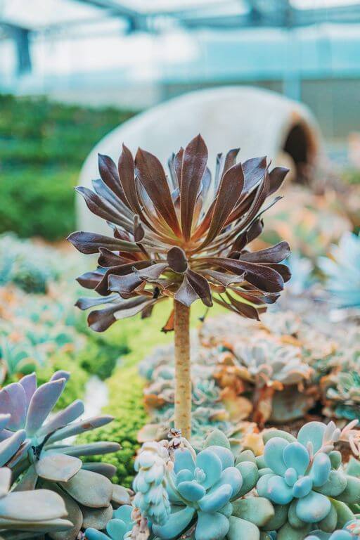 Fastest Growing Succulents Aeonium arboreum (purple rose tree)