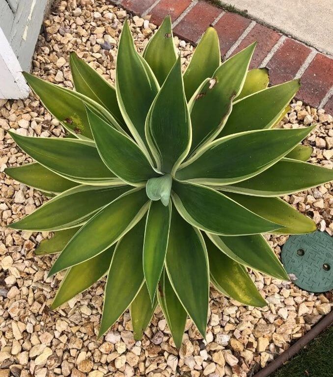 What Agave Succulents Is?