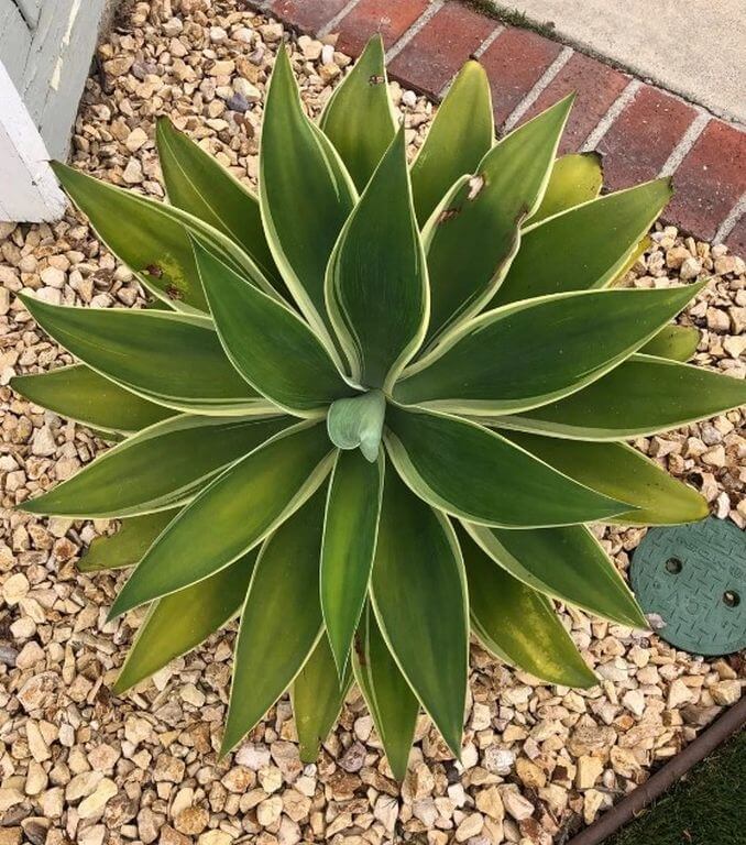 Agave attenuata 1