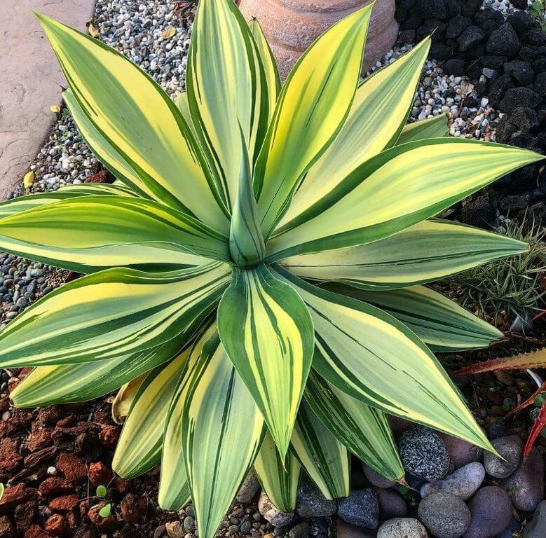 Agave attenuata 2