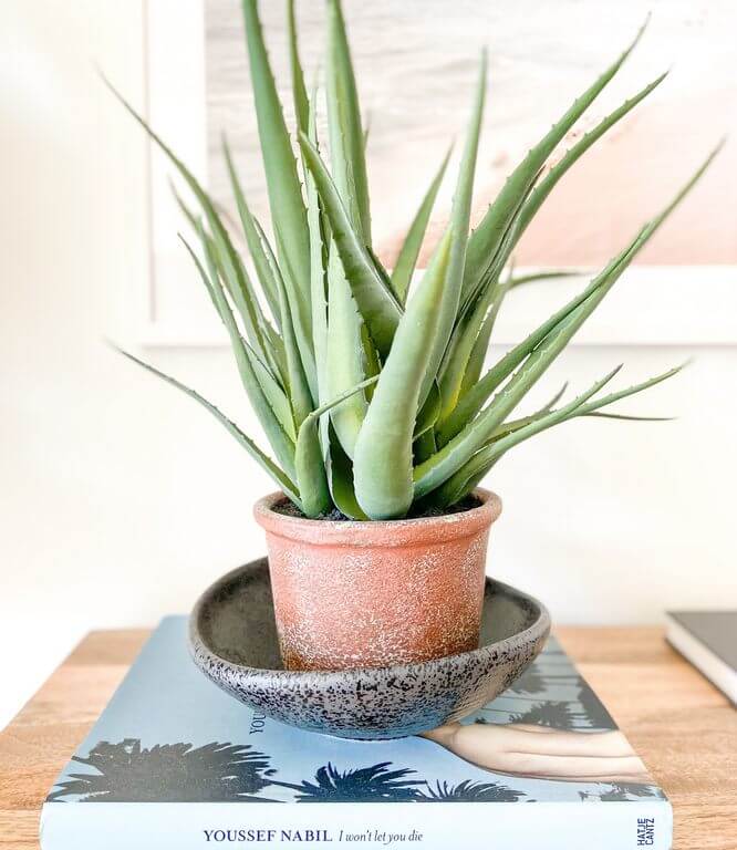 Aloe Vera 1