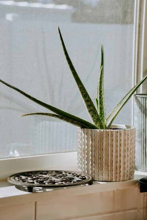 Aloe Vera plant