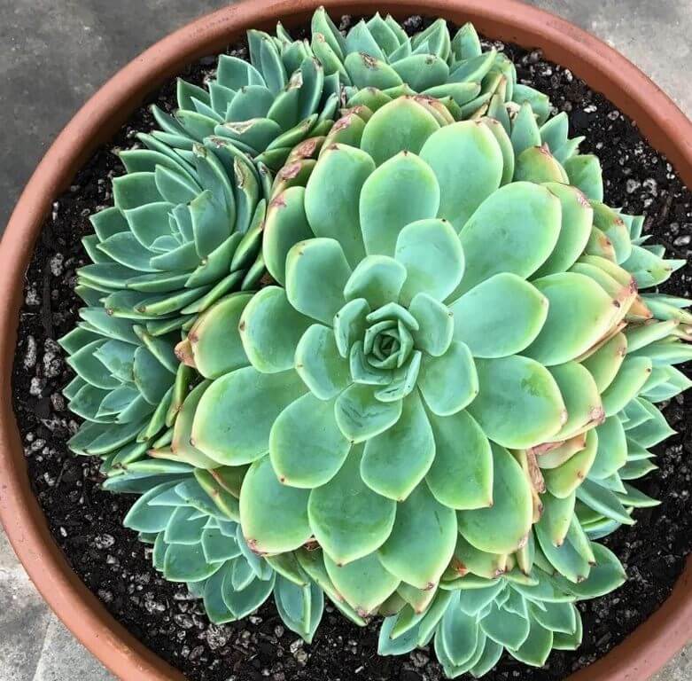 Fastest Growing Succulents Atoll of Echeveria Blue 