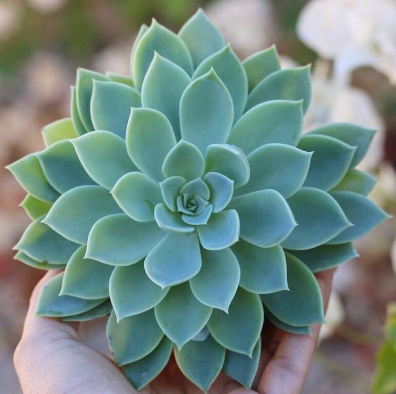 Fastest Growing Succulents Atoll of Echeveria Blue 2